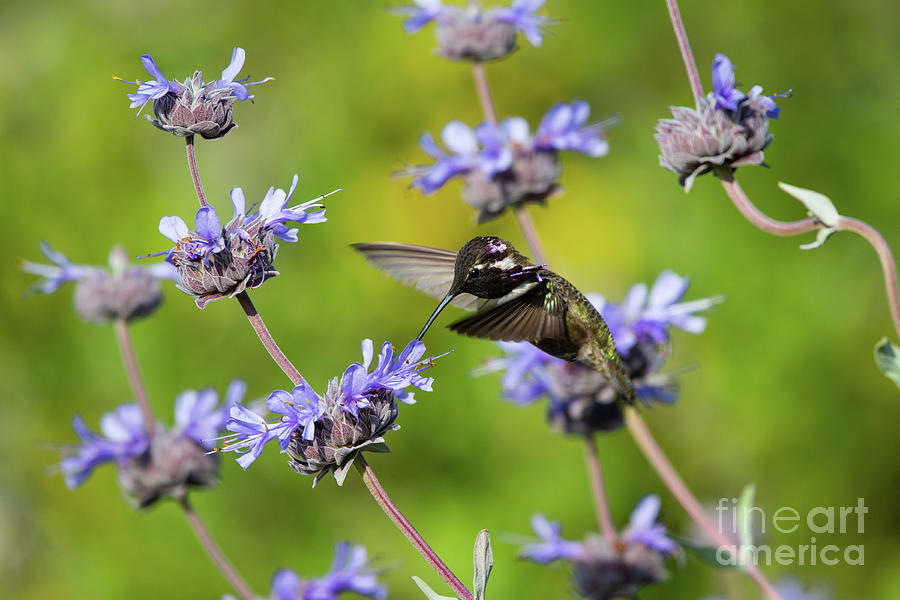 Animals Photograph - Crest Ridge Ecological Reserve Costa Hummingbird 2019 by Michael Vance Pemberton Animals Photograph - Crest Ridge Ecological Reserve Costa Hummingbird 2019 by Michael Vance Pemberton
