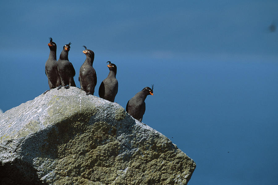 Crested Auklet Group On Rock Aethia Photograph by Nhpa