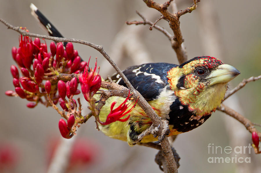 Crested Photograph - Crested Barbet, South Africa by Arnoud Quanjer Crested Photograph - Crested Barbet, South Africa by Arnoud Quanjer