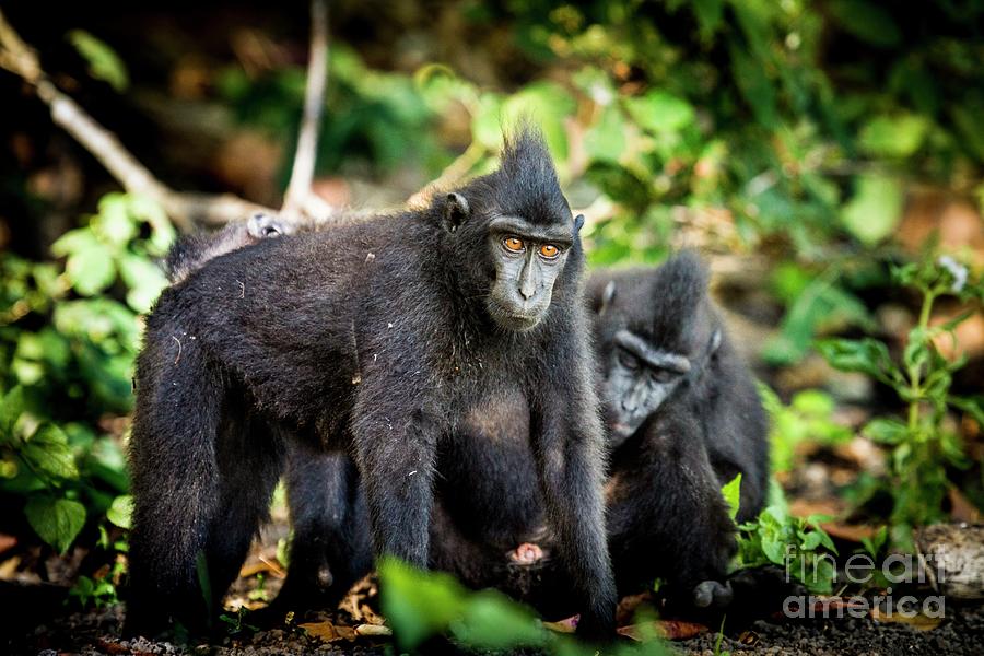 Crested Black Macaques Photograph by Paul Williams/science Photo Library