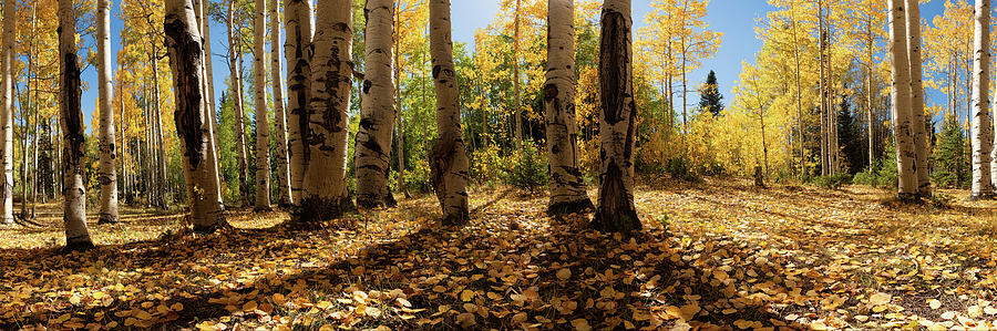 Crested Butte Colorado Fall Colors Panorama - #1 #1 Photograph by Lena Owens - OLena Art Vibrant Palette Knife and Graphic Design