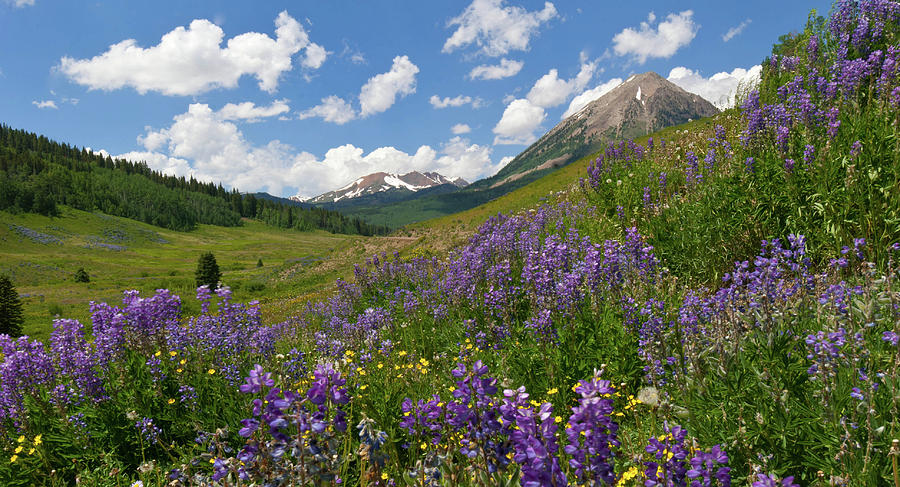 Crested Butte Sunny Lupine Landscape Photograph by Cascade Colors