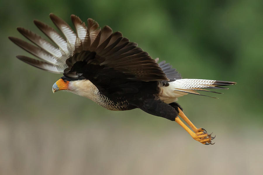 Crested Caracara 4 Photograph by Janet Fikar - Fine Art America