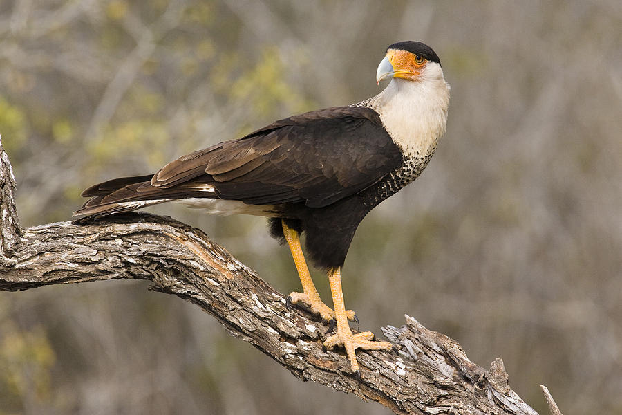 Crested Caracara, Caracara Cheriway Photograph by James Zipp - Pixels