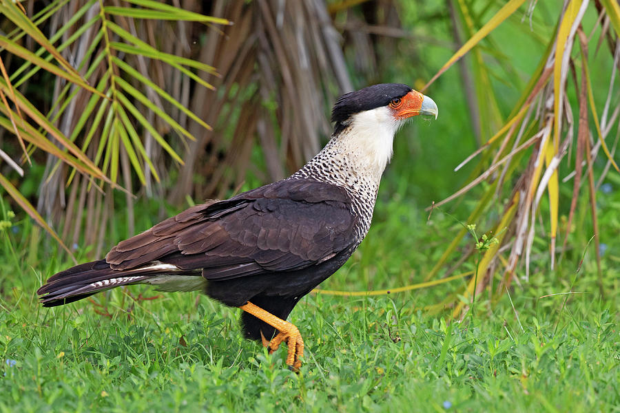 Crested Caracara Photograph By David Lipsy - Fine Art America