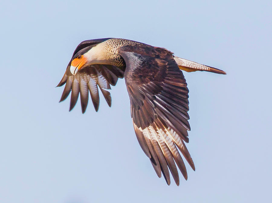 Caracara Quebrantahuesos Audubon Field Guide, 45% OFF