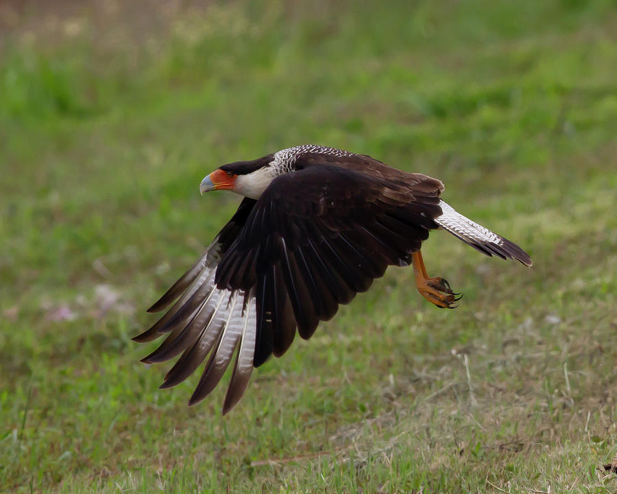 Crested Caracara Photograph by Jim E Johnson