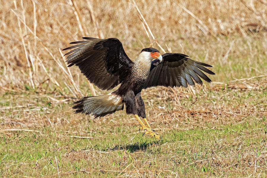 Crested Caracara Photograph by Jim Vallee