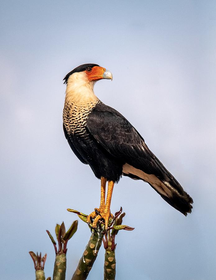 Crested Caracara Photograph by Kimberly - Fine Art America