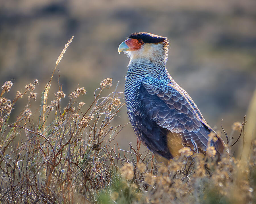 Crested Caracara Photograph by Semion Shuster - Fine Art America