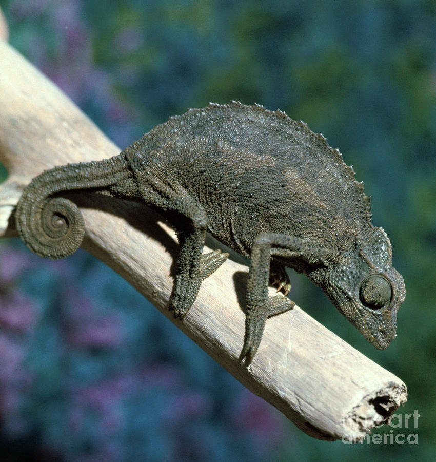 Crested Chameleon Photograph by Bettmann