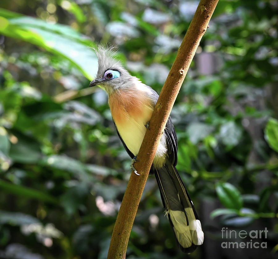 Crested Coua - Bird of Madagascar Photograph by Kerri Farley