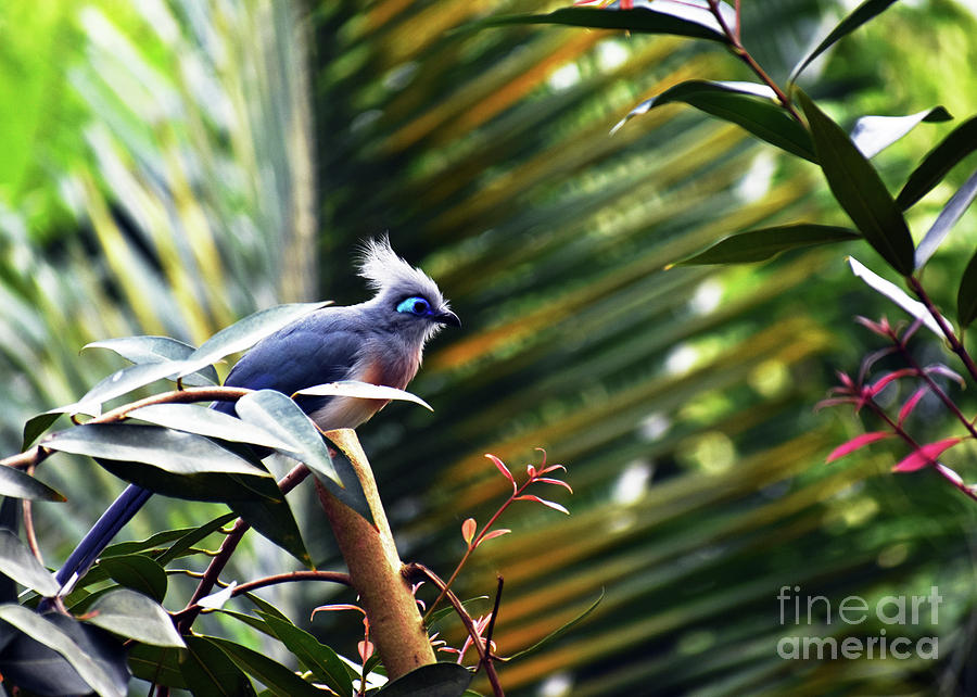 Nature Photograph - Crested Coua by Lydia Holly