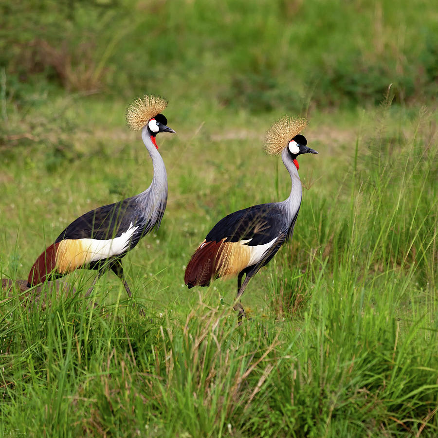 Crested Cranes by Rick Furmanek Crested Cranes by Rick Furmanek