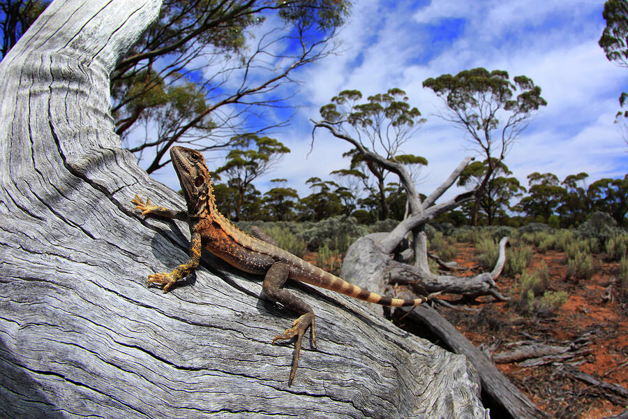 Crested Dragon Male Basking On A Fallen Log In Chenopod Photograph by ...