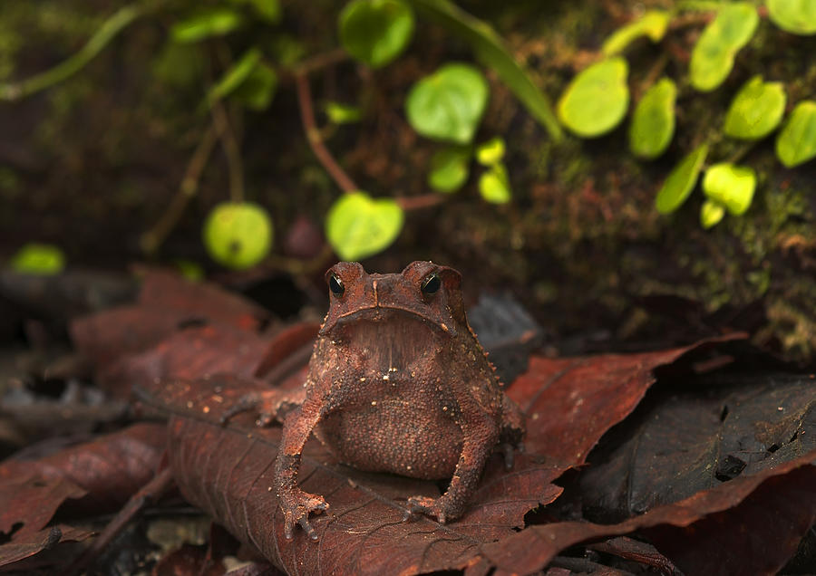 Crested Forest Toad Photograph by Michael Lustbader