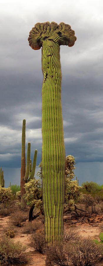 Crested Giant by Rick Furmanek Crested Giant by Rick Furmanek