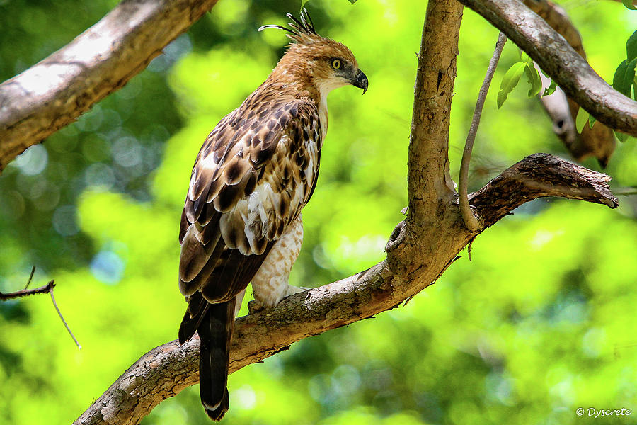 Crested Hawk Eagle Photograph by Dyscrete Pics - Fine Art America