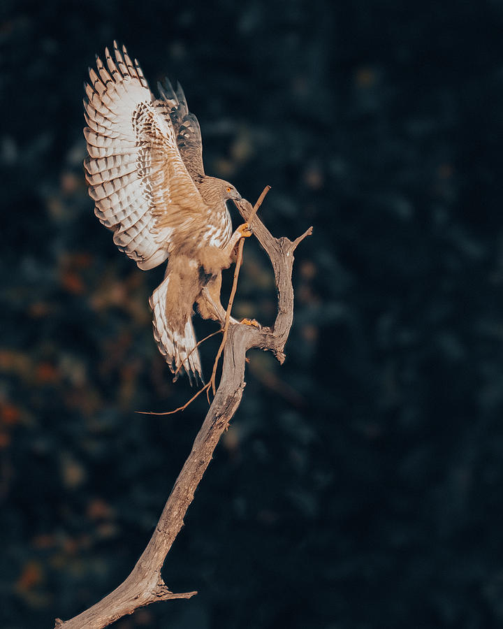 Crested Hawk Eagle Nesting Photograph by Abhinav Sharma