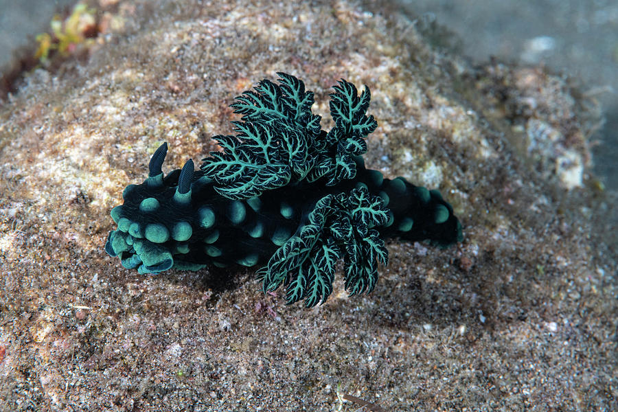 Crested Nembrotha Photograph by Andrew Martinez