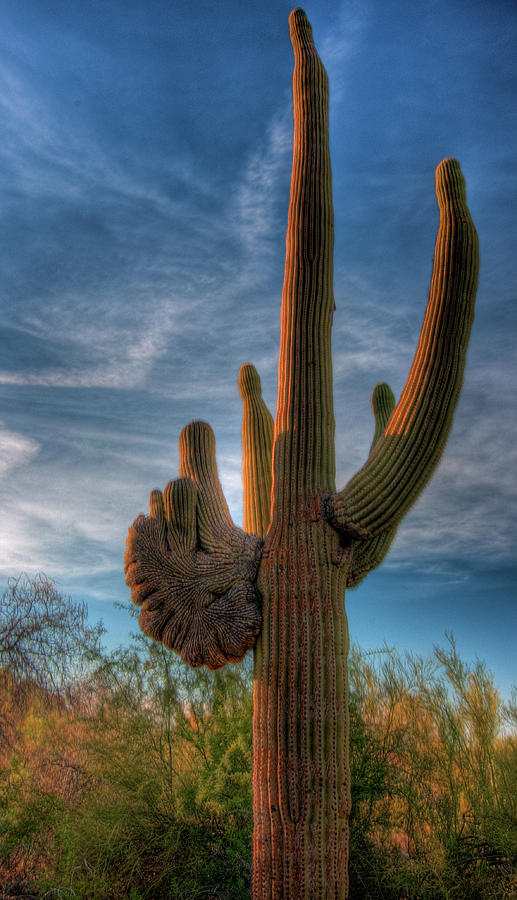 Crested Saguaro Cactus Photograph by Kevin A Scherer