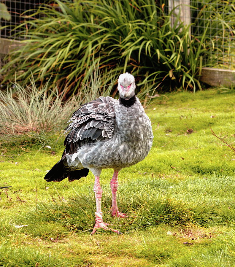Crested Screamer Photograph by Jeff Townsend