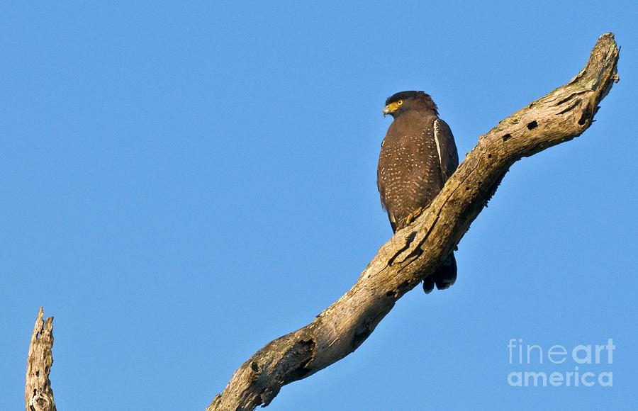 Crested Serpent Eagle Photograph by K Jayaram/science Photo Library
