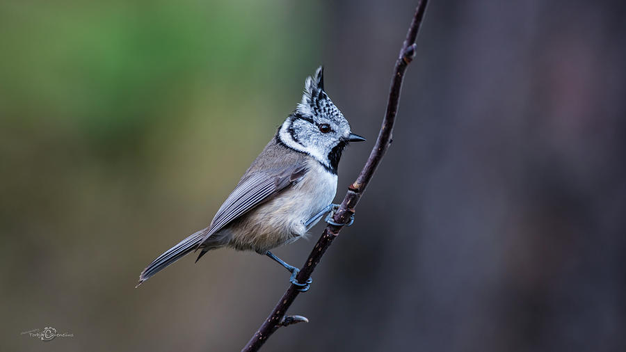 Crested Tit on a twig Photograph by Torbjorn Swenelius