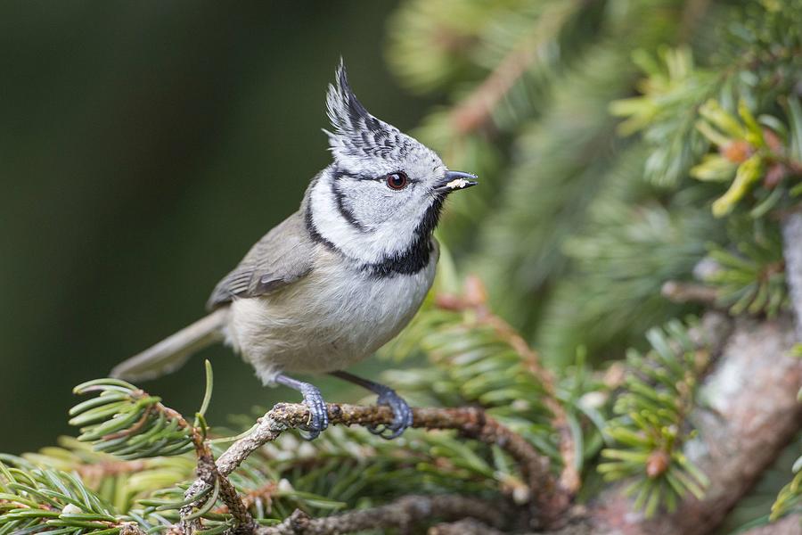 Crested Tit On Spruce Branch Photograph by Karlheinz Steinberger