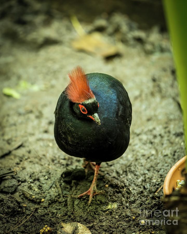 Crested Wood Partridge Photograph by Jon Burch Photography