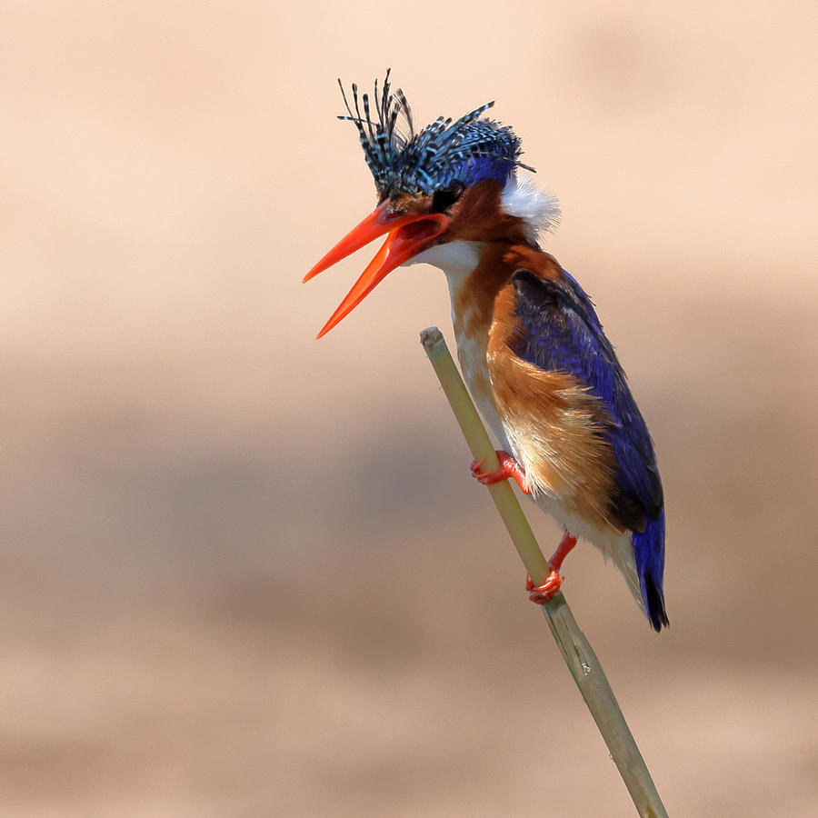 Kingfisher Photograph - Cresty by Robert Pearce