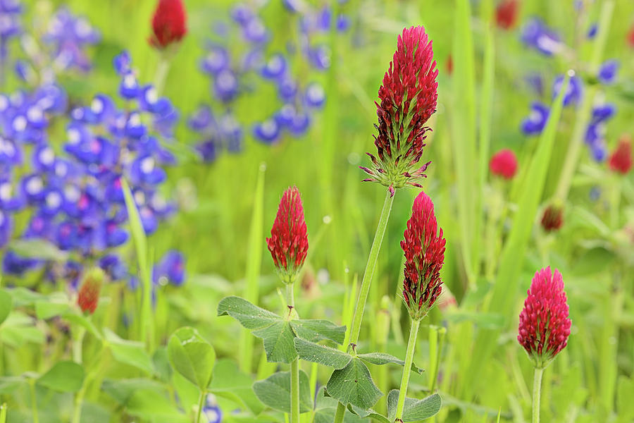 Crimson and Clover and Bluebonnets Photograph by JC Findley
