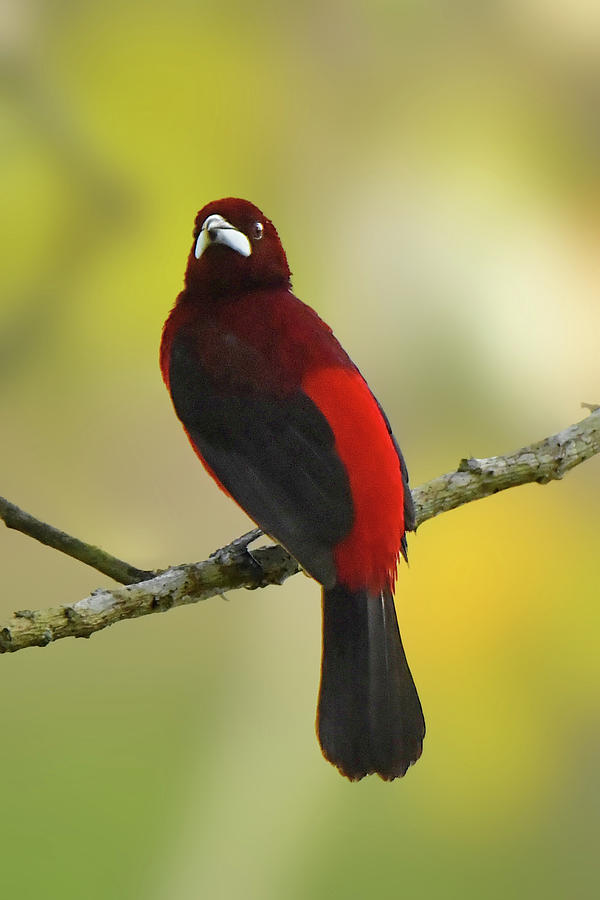 Crimson-backed Tanager Photograph by Alan Lenk