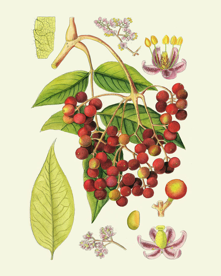 Crimson Berries Iv Painting by Curtis