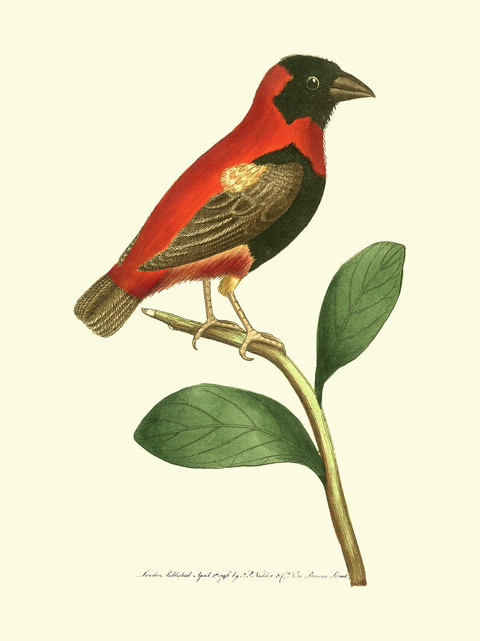 Bird Painting - Crimson Birds I by Frederick P. Nodder