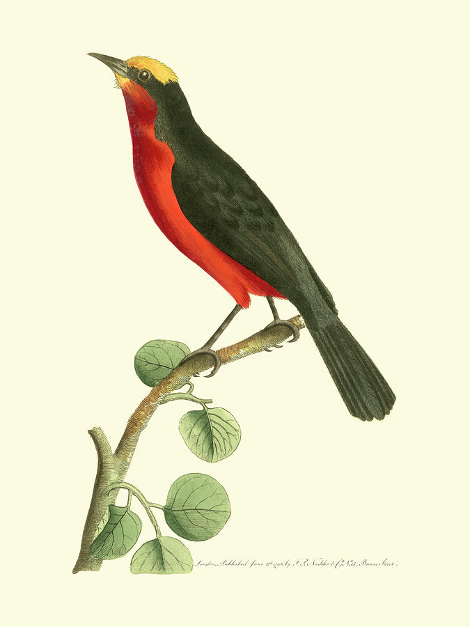 Bird Painting - Crimson Birds II by Frederick P. Nodder