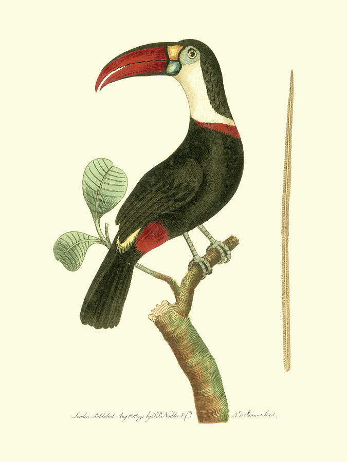 Bird Painting - Crimson Birds Vi by Frederick P. Nodder