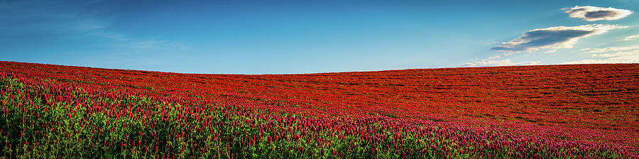 Crimson Clover Panorama Photograph by Don Schwartz