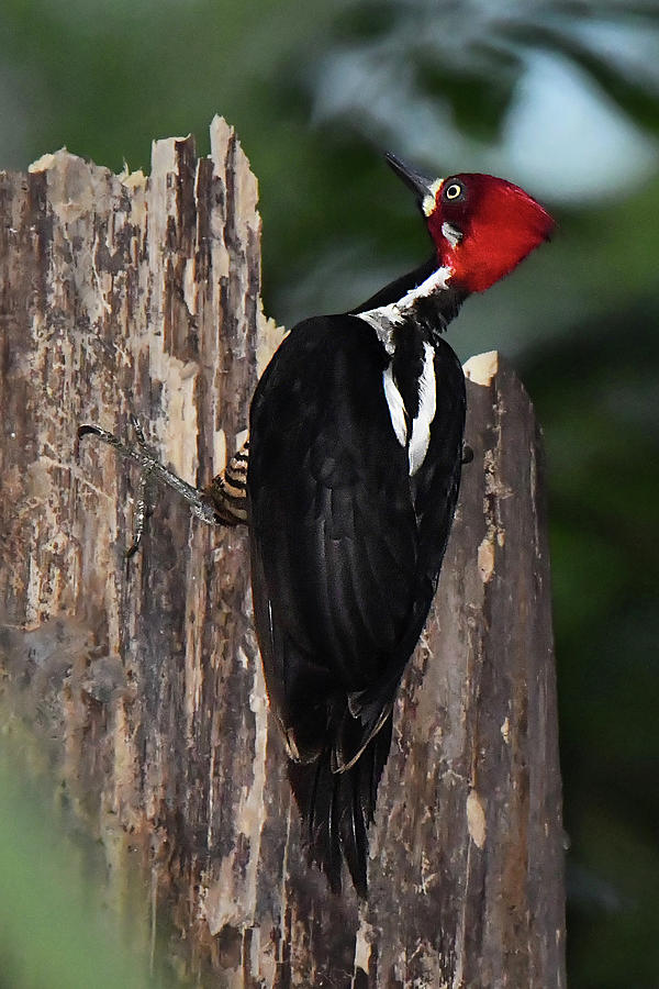 Crimson-crested Woodpecker Photograph by Alan Lenk