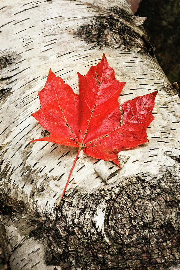 Autumn Nature Scene - Red Sugar Maple Leaf on White Birch Truck Photograph by Photos by Thom