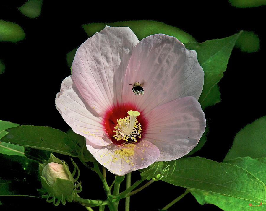 Crimson-eyed Rosemallow with Bumblebee DSMF0149 Photograph by Gerry Gantt