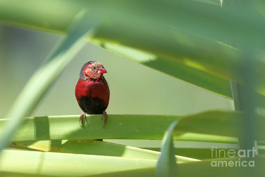 Crimson Finch Photograph by Dr P. Marazzi/science Photo Library