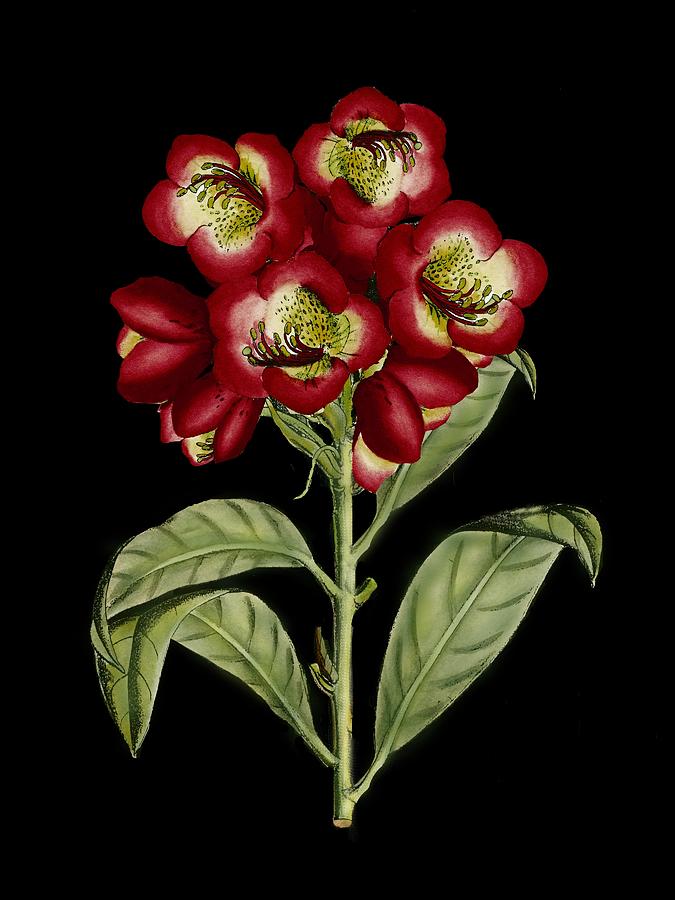 Flower Painting - Crimson Flowers On Black (a) IIi by 0