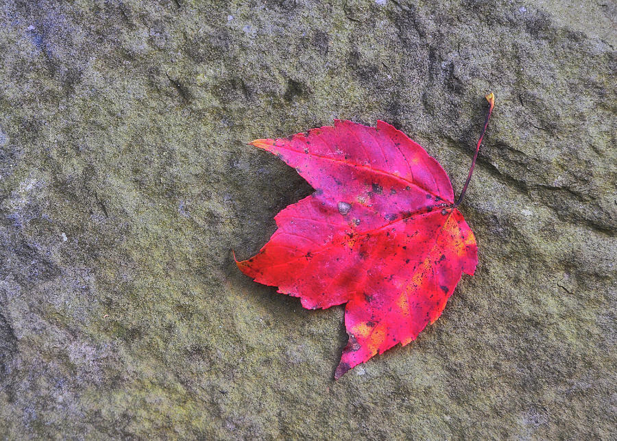 Fall Photograph - Crimson by JAMART Photography