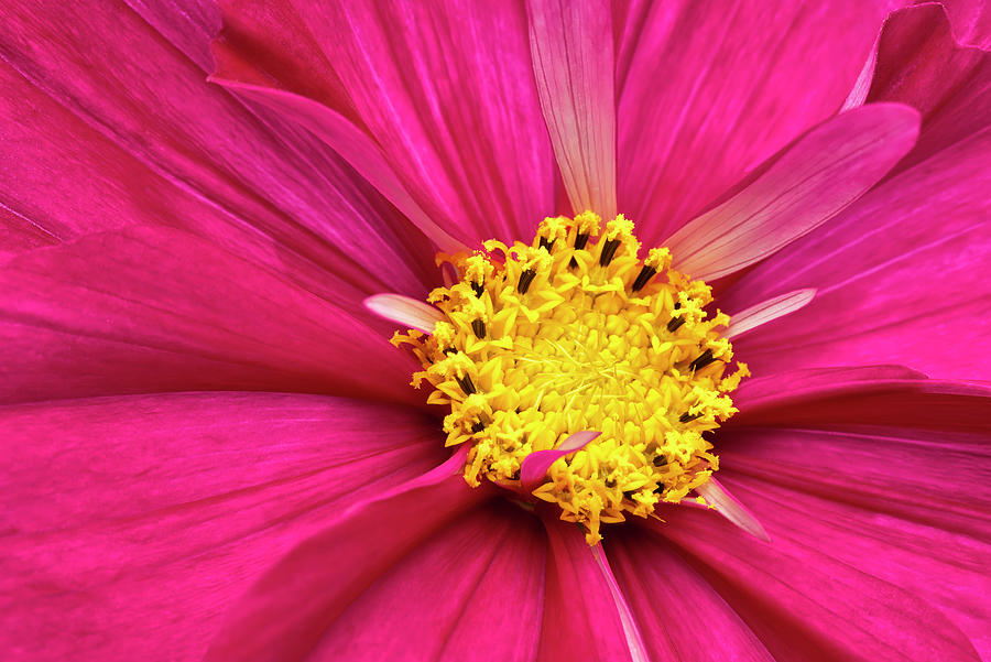 Nature Photograph - Crimson Pink Cosmos Flower by Cora Niele