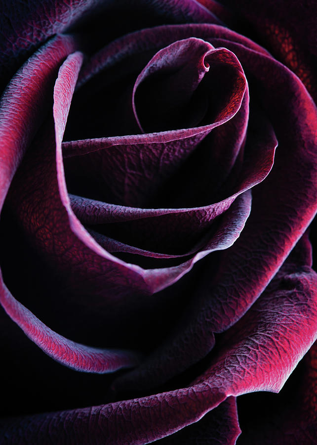 Rose Photograph - Crimson Queen by Amy Weiss