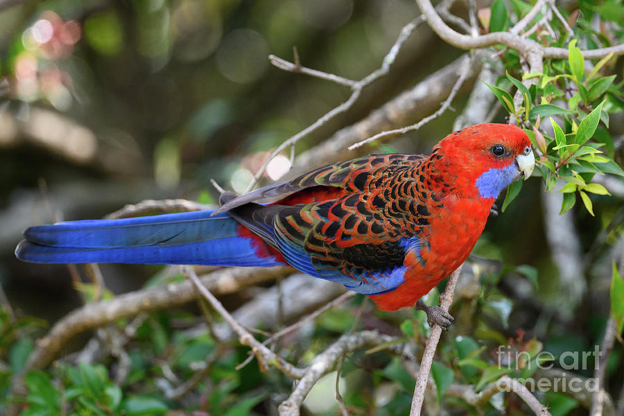 Crimson Rosella Parrot Photograph by Dr P. Marazzi/science Photo Library