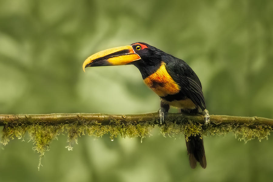Crimson-rumped Toucan Photograph by Siyu And Wei Photography