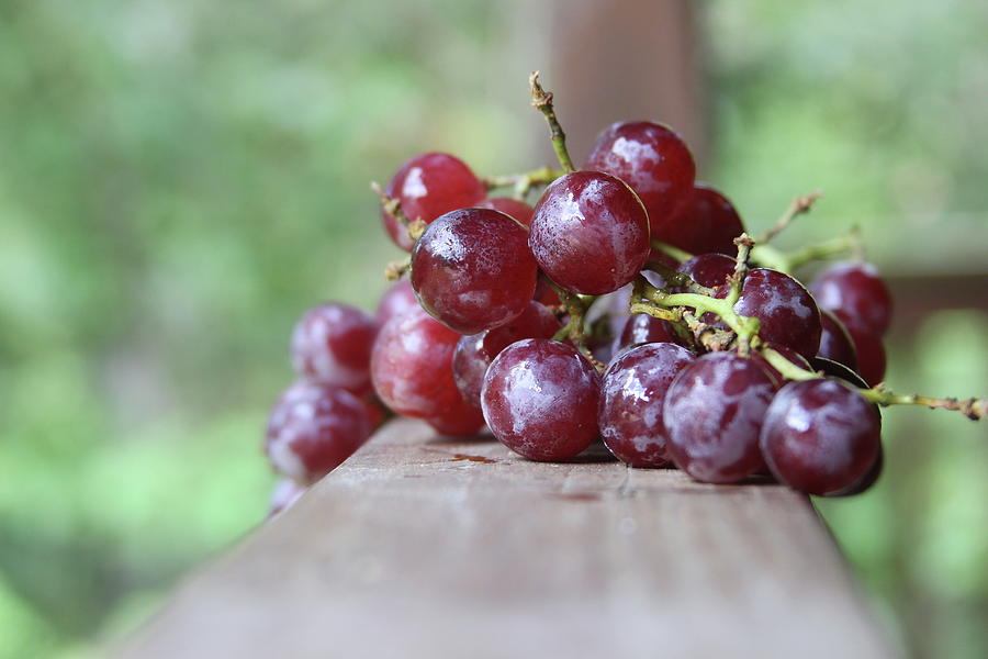 Crimson Seedless Grape Vine