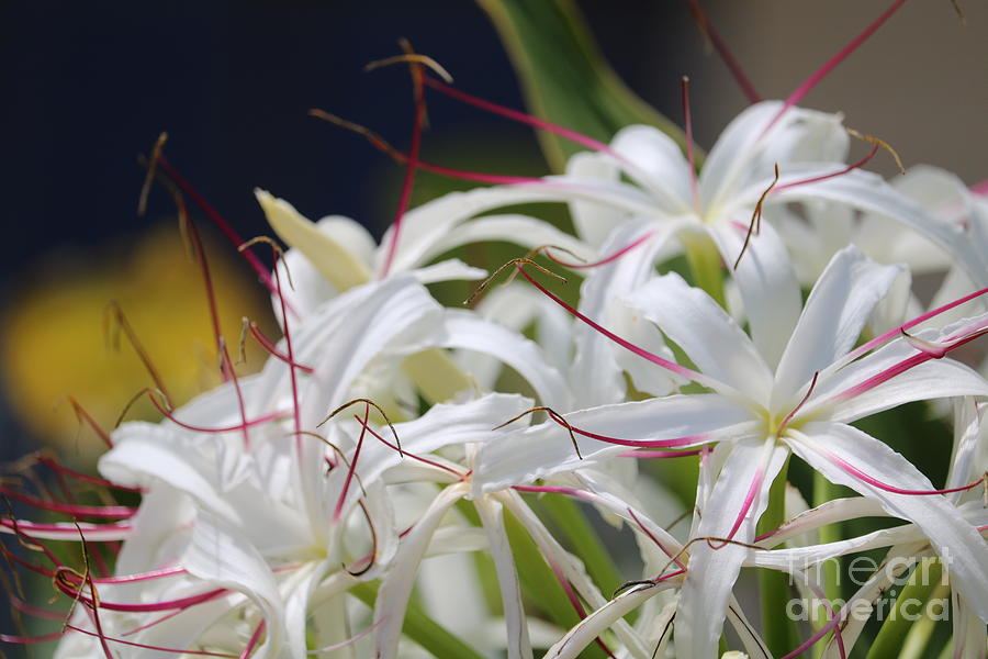 Crinum Lily Closeup Photograph
